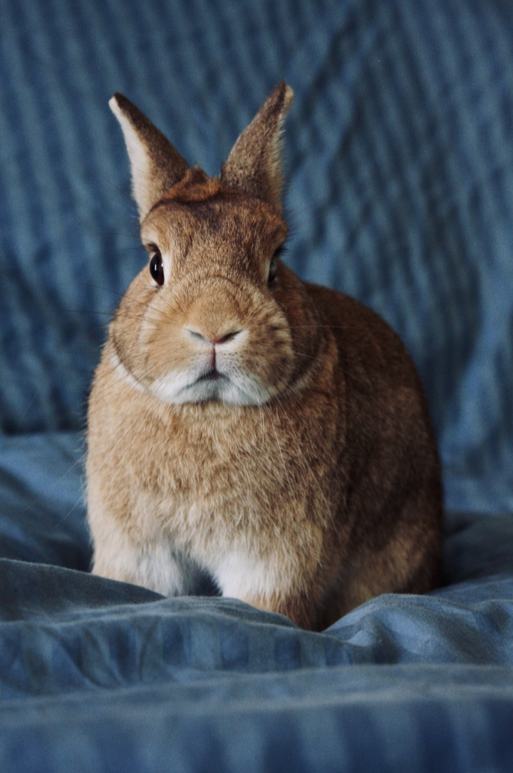 A brown bunny facing the camera, on a blue striped background