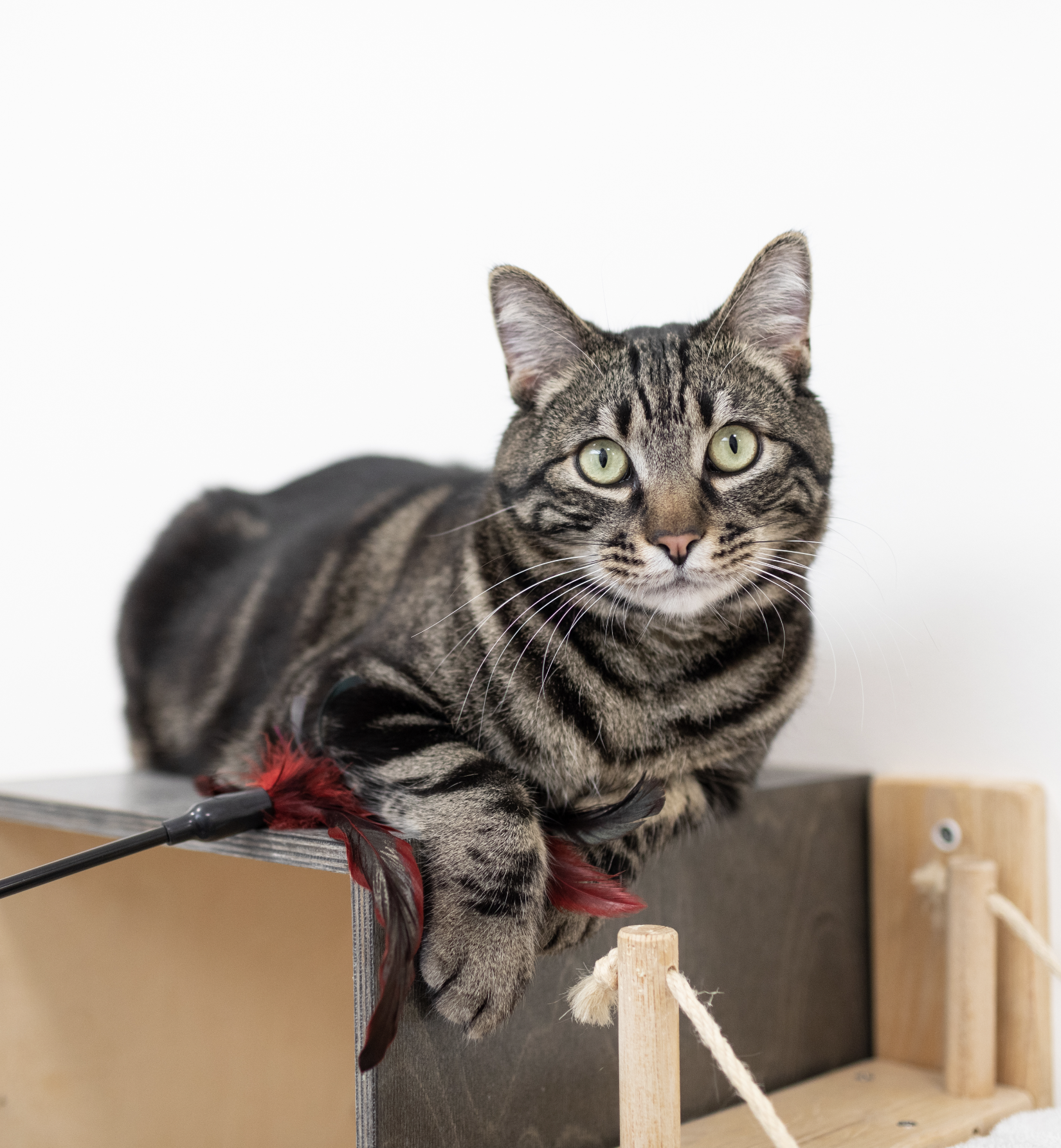 A brown tabby cat with green eyes, perching on a climbing tree, with a red feathered cat toy