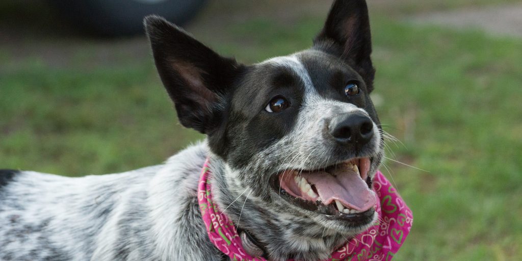 Black-and-white dog with upright ears wearing a pink bandana, looking up with its mouth open outdoors