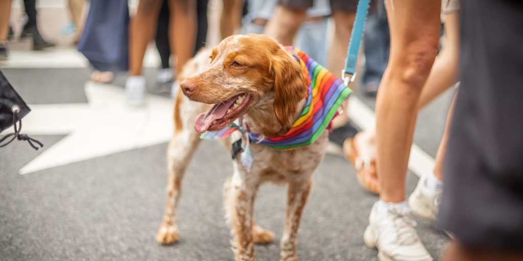 A low angle photo of a dog, taken at knee height. The dog is on a lead in a crowd of people
