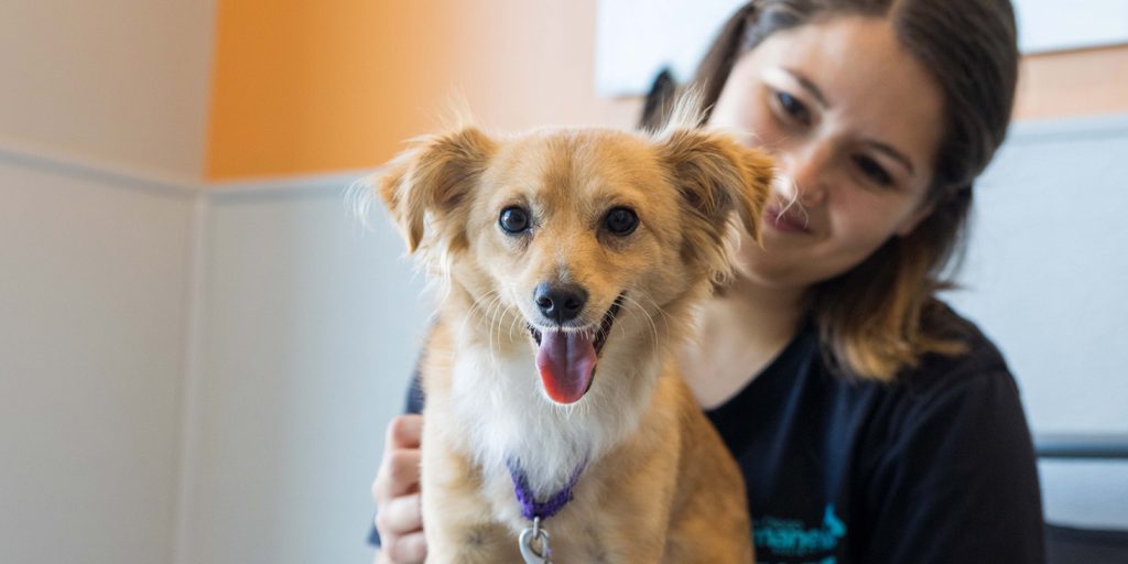 Smiling tan dog with its tongue out being held by a woman in a shelter