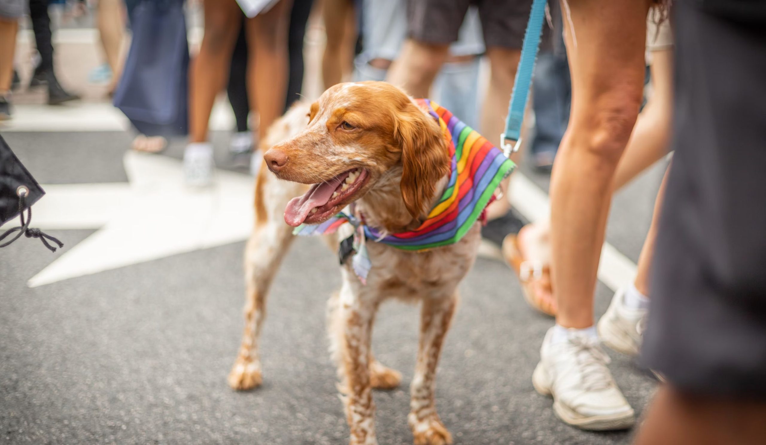 A low angle photo of a dog, taken at knee height. The dog is on a lead in a crowd of people