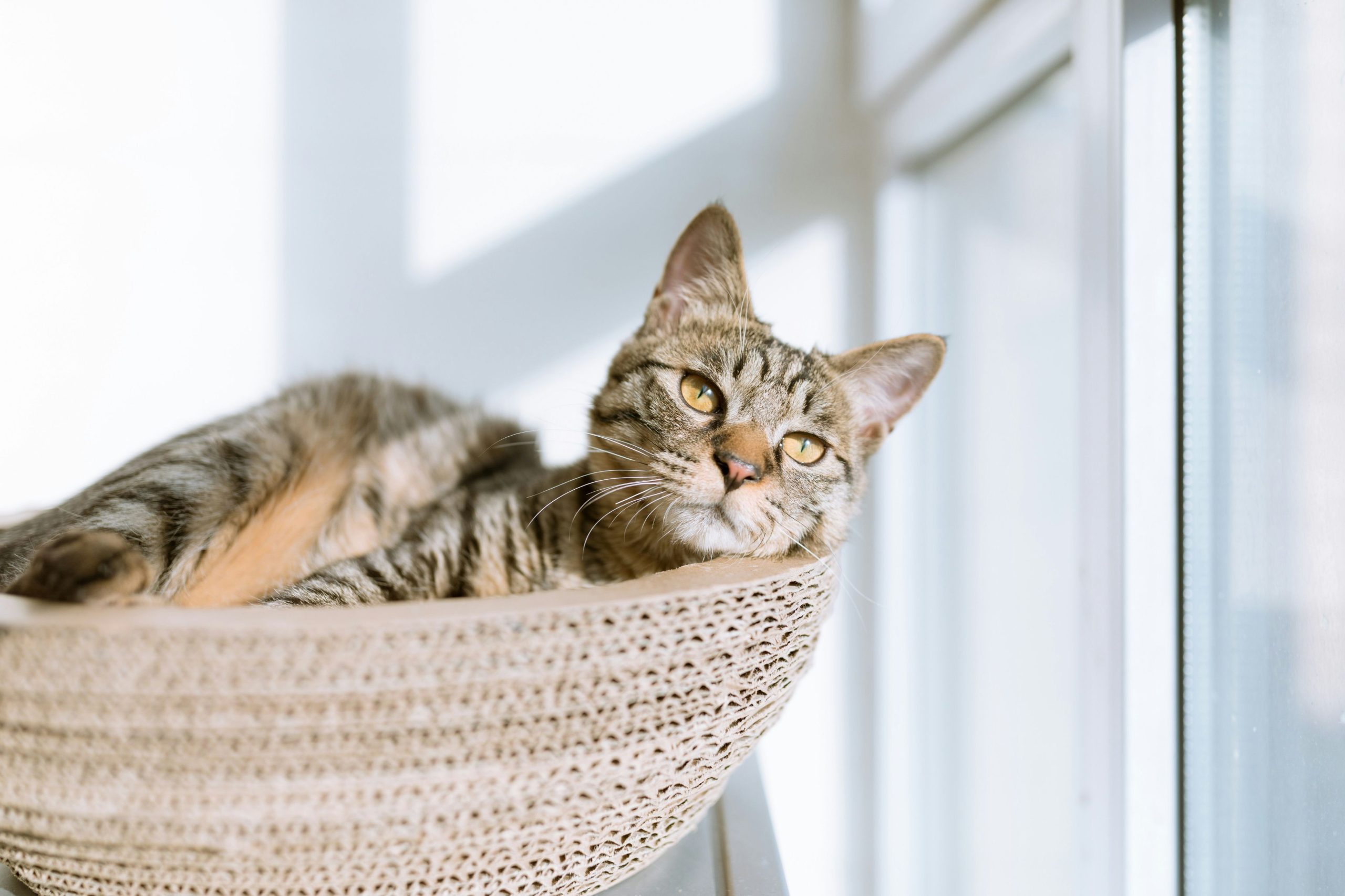 A brown tabby cat with yellow eyes, relaxing in a cat basket in the sunshine