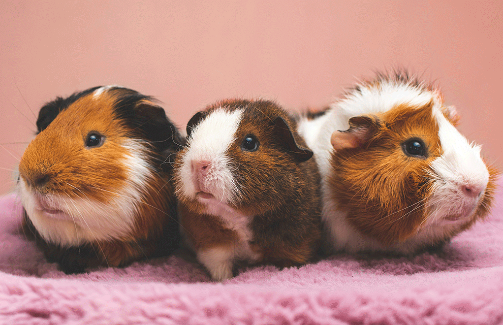 A carousel of images, showing various shelter animals. 3 guinea pigs, a brown bunny, two kitten inside a play box, and a Ggerman Shepherd